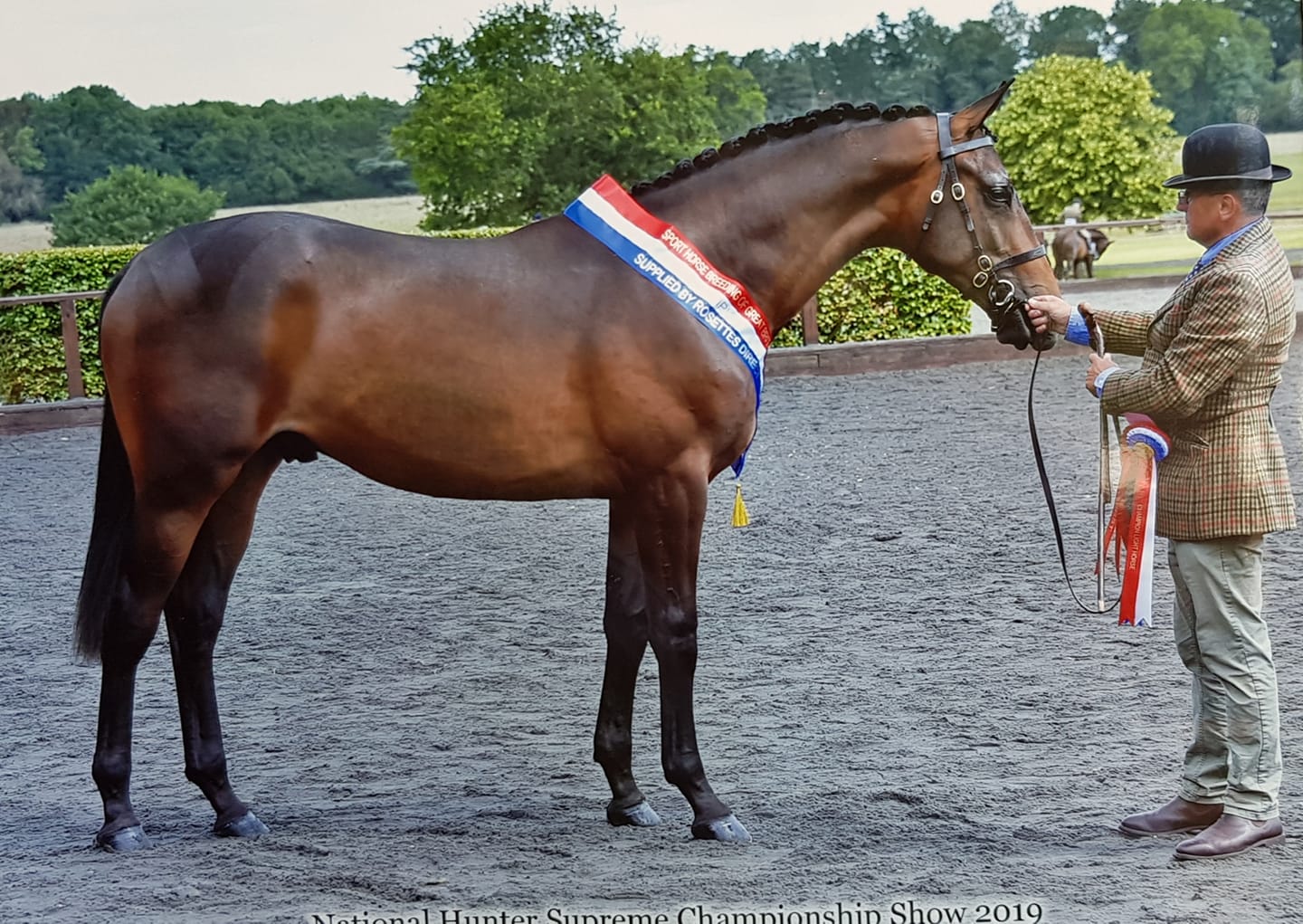 Future Sport Horses